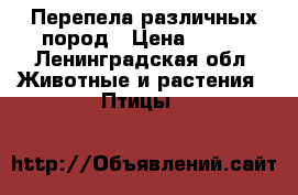 Перепела различных пород › Цена ­ 250 - Ленинградская обл. Животные и растения » Птицы   